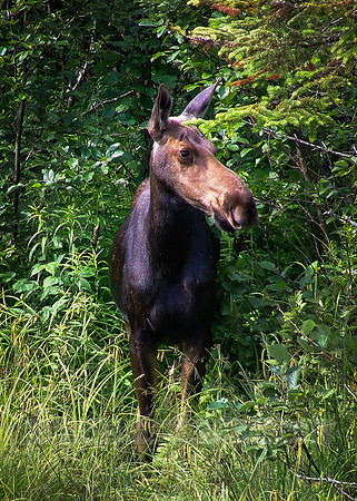 Miss Moose