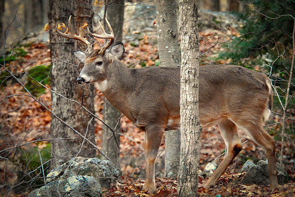 Whitetail Buck