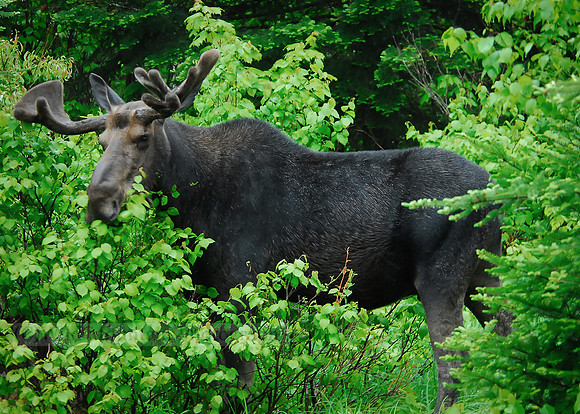 Foraging Bull