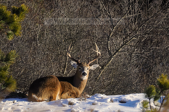 Drop Tine Buck
