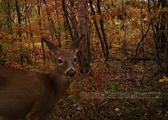 Autumn Whitetail Doe