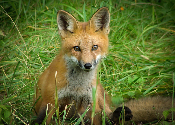 Red Fox Pup