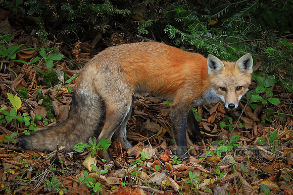 Red Fox