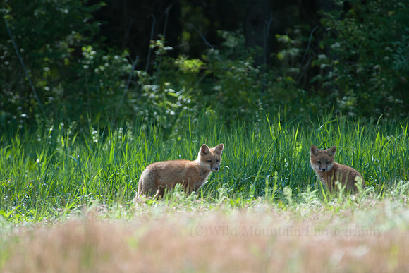 Exploring Fox Pups