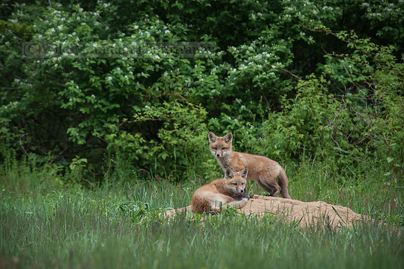 Life of fox pups