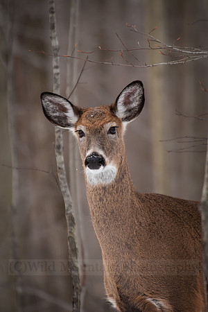Mature Whitetail Doe