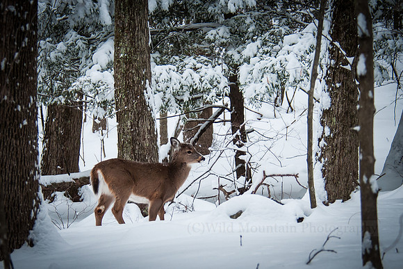 Snowy Whitetail