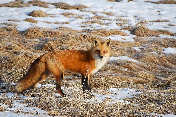 Winter Red Fox