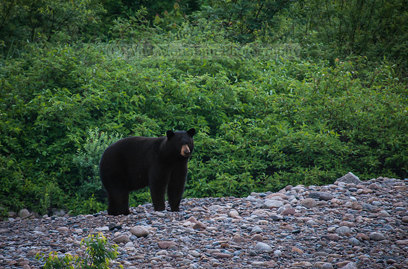 Black Bear