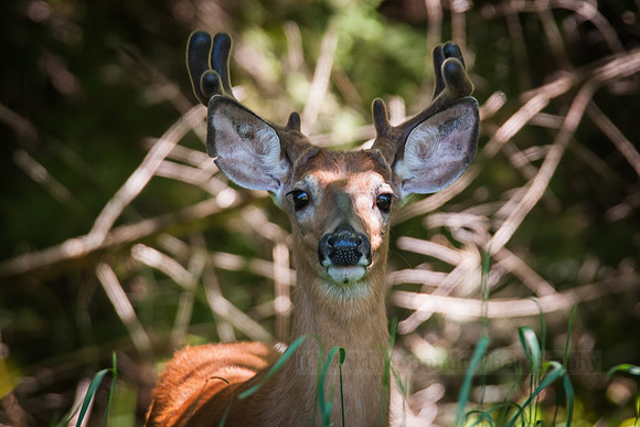 Young Eight Point Buck