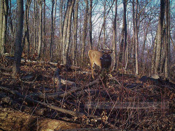 Rutting Whitetail Buck