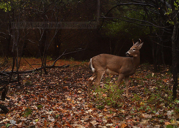 Yearling Buck