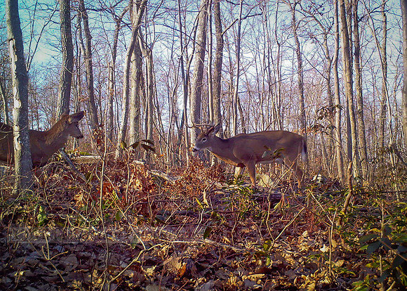 Fall Pre-rut