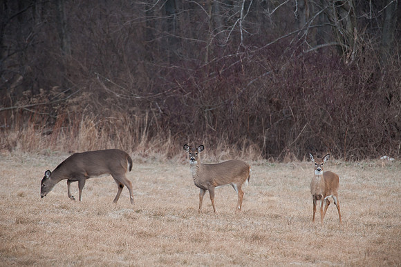 Whitetail Does