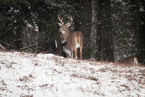 Proud Whitetail
