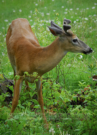 Young buck