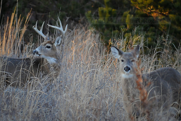 Watching My Doe