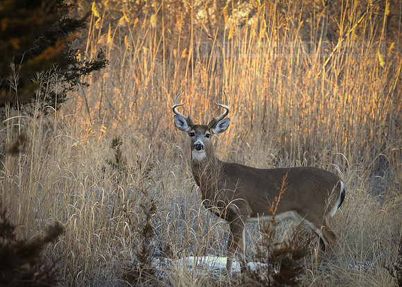 Grassy Whitetail Buck