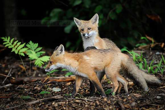 Playful Red Fox Pups