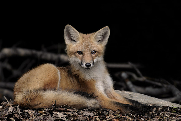 Proud Fox Pup