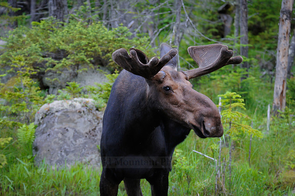 Mr. Moose