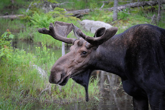 Velvet Bull Moose