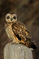 Short-eared Owl (left)