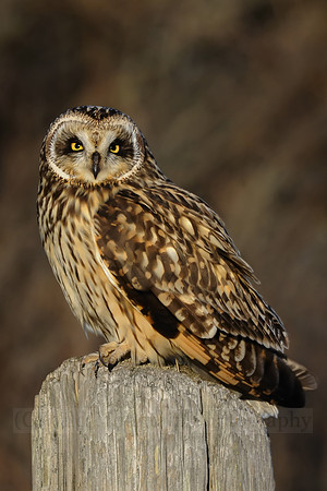 Short-eared Owl (left)