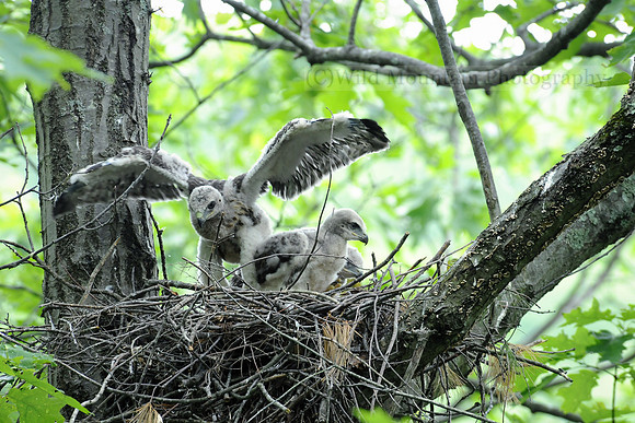Red-tailed Hawk Stretch
