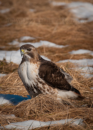 Red-tailed hawk