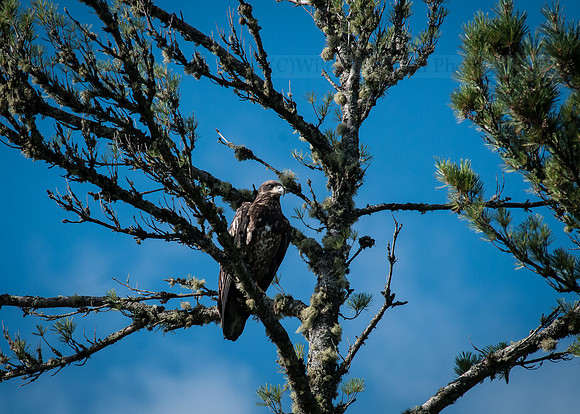 Observant Immature Eagle
