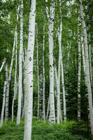 Skyward Birches