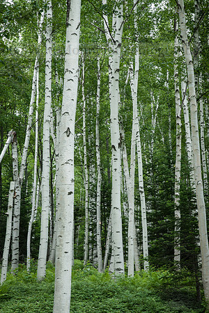 Skyward Birches