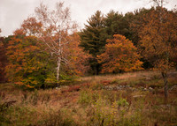 Autumn Scape