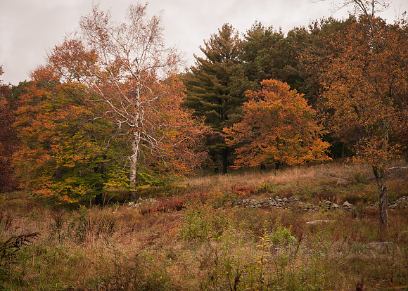 Autumn Scape