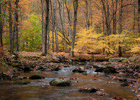 Autumn Brook